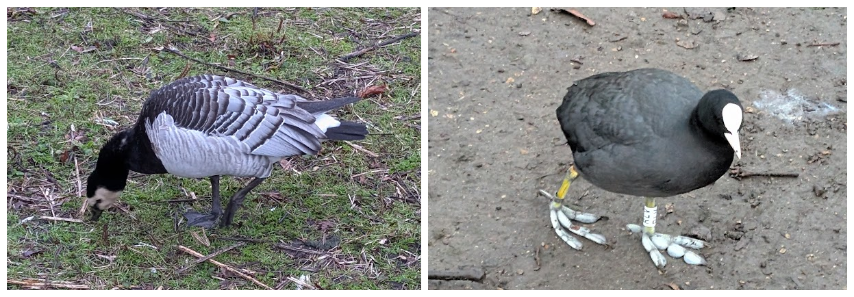 Barnacle goose, eurasion coot.
