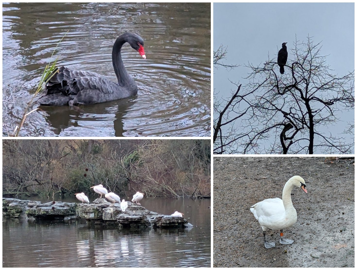 Black swan, great cormorant, great pelican, and mute swan.