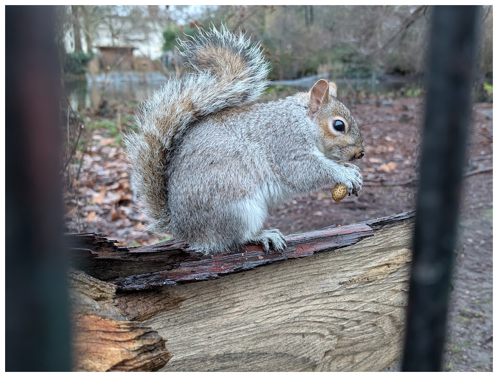 A friendly squirrel!